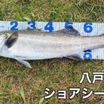 <span class="title">釣果情報!</span> <span class="title">釣果情報!</span>
